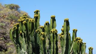 2022-04-GranCan-Agaete-Trekking_view-PM-NN-067.JPG
